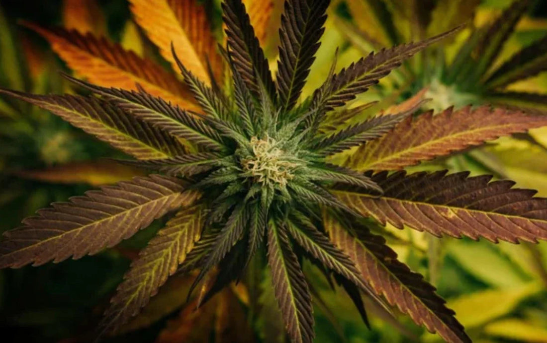Close-up of a cannabis plant with green and purple leaves showing the flower bud in the center.