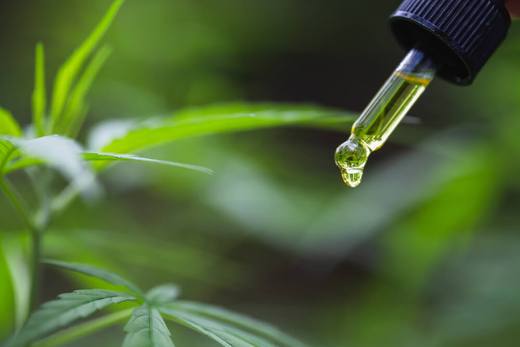 Close-up of a dropper releasing a drop of liquid above cannabis plant leaves in soft focus.
