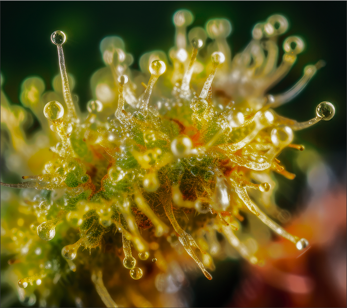 Macro close-up of yellow-green glandular trichomes with clear resin droplets on a plant bud